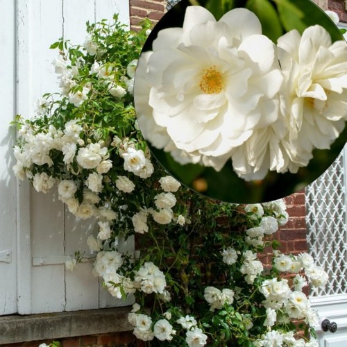 Rosa 'White Super Climber' - Roos 'White Super Climber' C4/4L